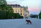 Fuchs in Wien