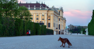 Fuchs in Wien
