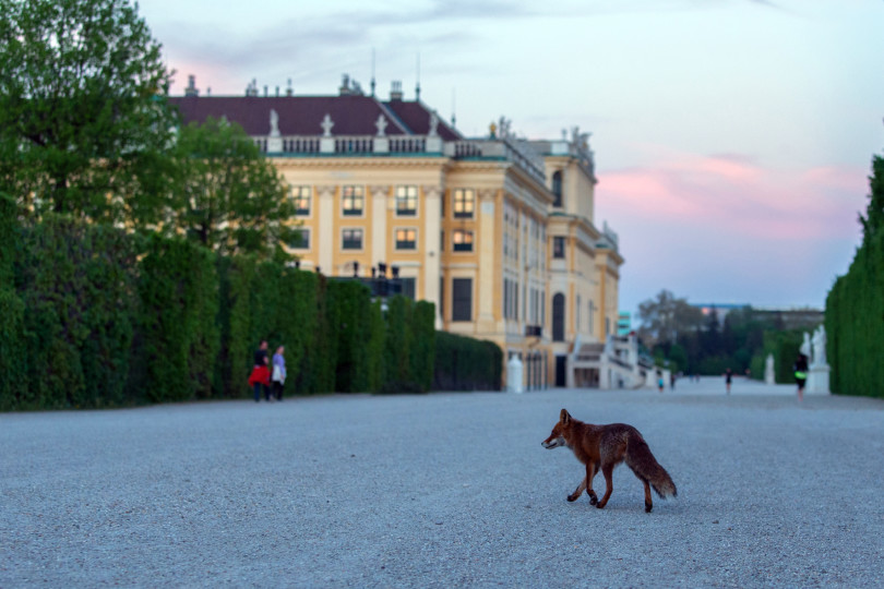 Fuchs in Wien