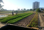 Landwirtschaftliche Flächen in Da Nang