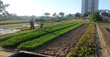 Landwirtschaftliche Flächen in Da Nang