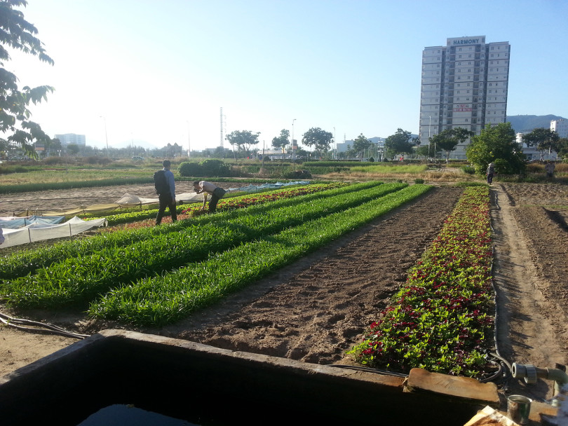 Landwirtschaftliche Flächen in Da Nang