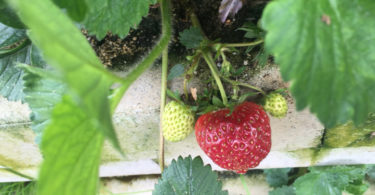 Vertikale Begrünung trägt Früchte