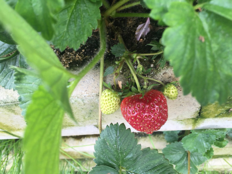 Vertikale Begrünung trägt Früchte