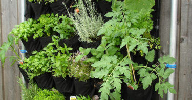 Landwirtschaft auf dem Balkon