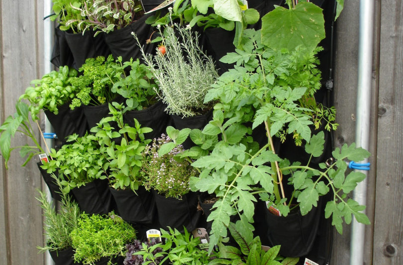 Landwirtschaft auf dem Balkon