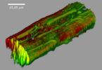 Biofilm unter dem Mikroskop