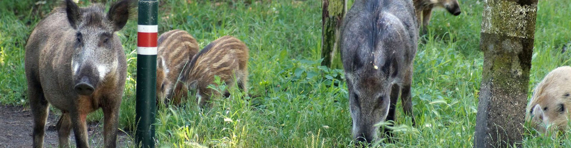 Wildschweine in Berlin
