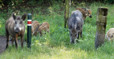 Wildschweine in Berlin