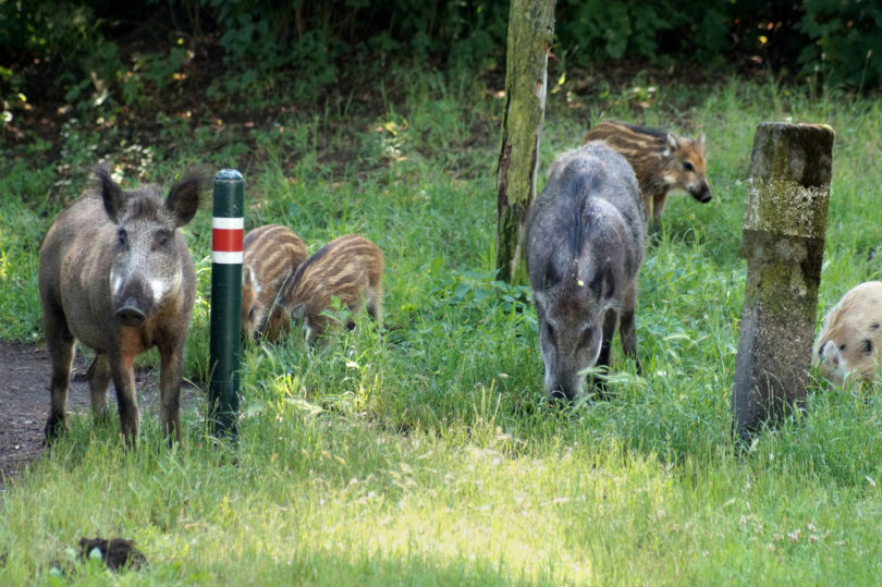 Wildschweine in Berlin