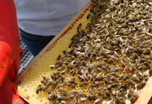 Bienenkönigin umgeben von Arbeitsbienen