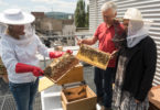 Bienen auf dem BfG-Dach