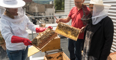 Bienen auf dem BfG-Dach