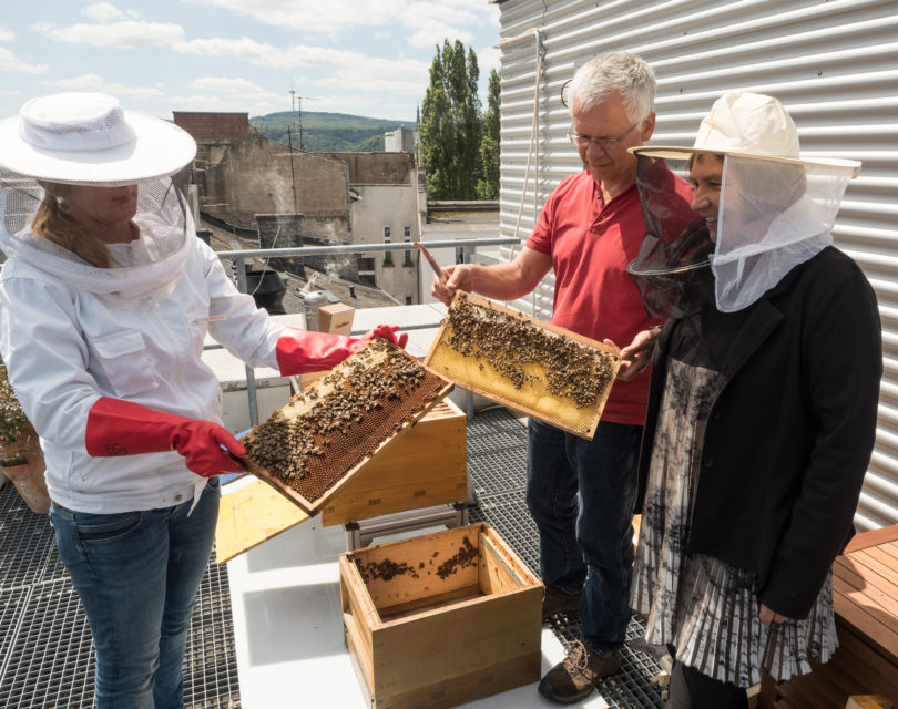 Bienen auf dem BfG-Dach