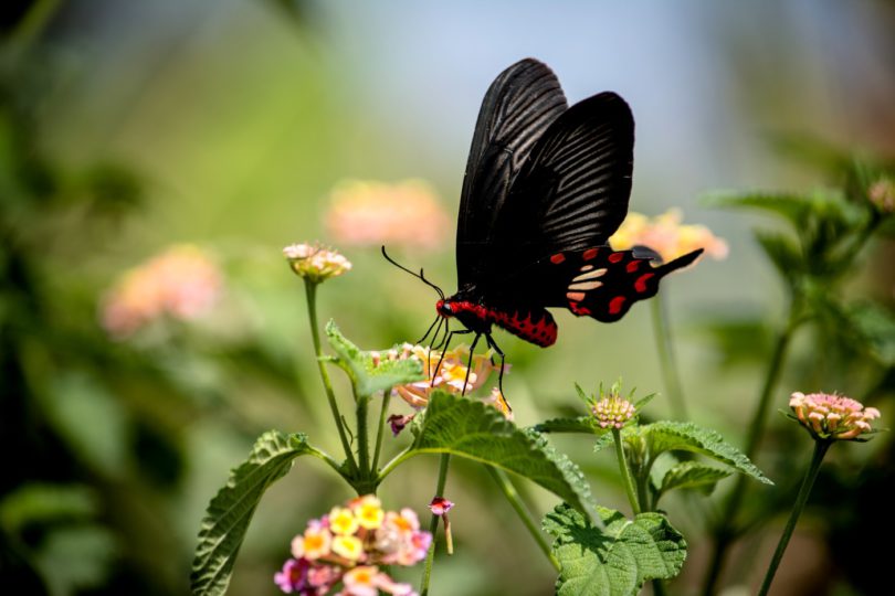 Schmetterling „Gewöhnliche Rose“