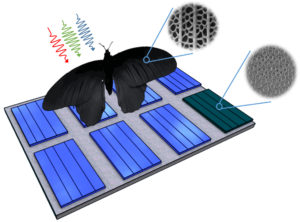 Schmetterling inspiriert Photovoltaik