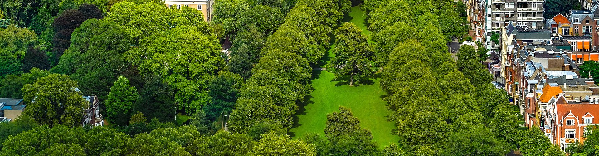 Wer am Wald wohnt, hat eine gesündere Amygdala