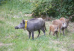 Berliner Wildschweine