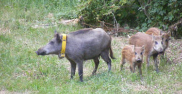 Berliner Wildschweine