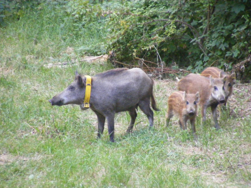 Berliner Wildschweine