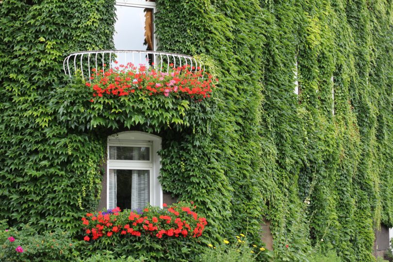 Begrünte Fassaden in Städten helfen gegen Feinstaub, Stickoxide und Hitze