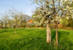 Natur in der Stadt