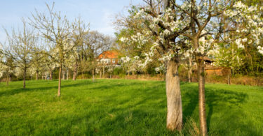 Natur in der Stadt