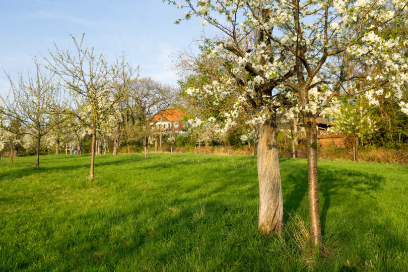 Natur in der Stadt