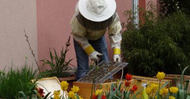 Stadtwohnungen für Bienen