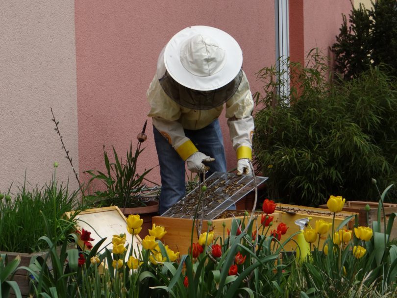 Stadtwohnungen für Bienen