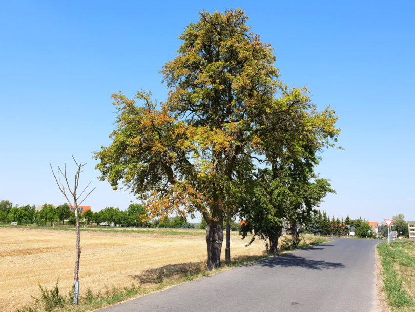 Trockenstress bei Bäumen