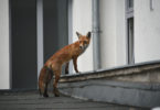 Fuchs in der Stadt