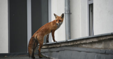 Fuchs in der Stadt