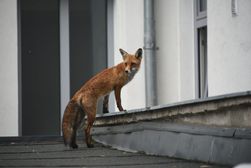 Fuchs in der Stadt