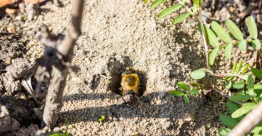 Grüne Stadt als Heimat für Wildbienen