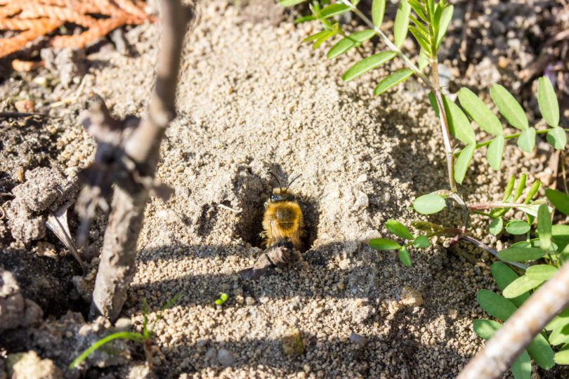 Grüne Stadt als Heimat für Wildbienen