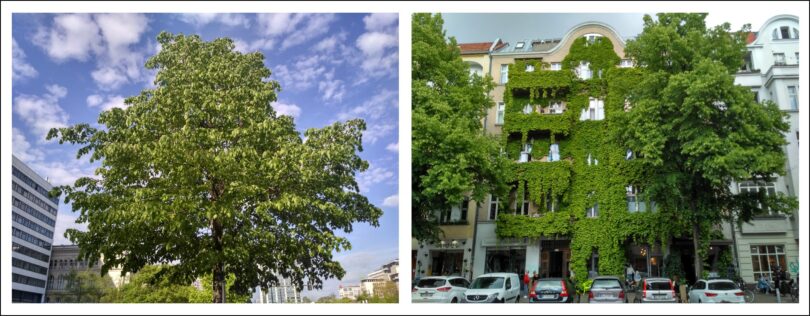 Dürrestress für Straßenbäume