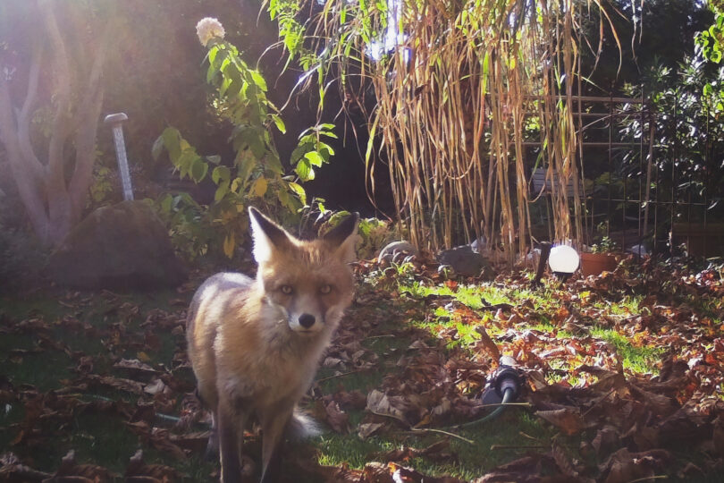 Wildtiere in der Stadt