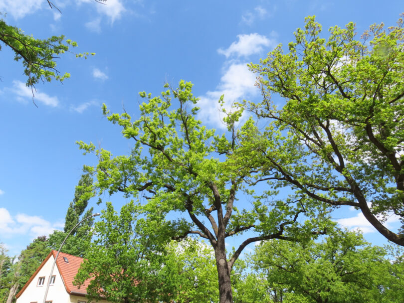 Für Stadtbäume zu trocken