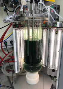 Cyanobakterien im Photobioreaktor
