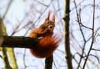 Stadtnatur-Entdeckungen in Frankfurt im Lockdown