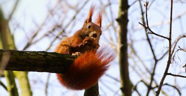 Stadtnatur-Entdeckungen in Frankfurt im Lockdown