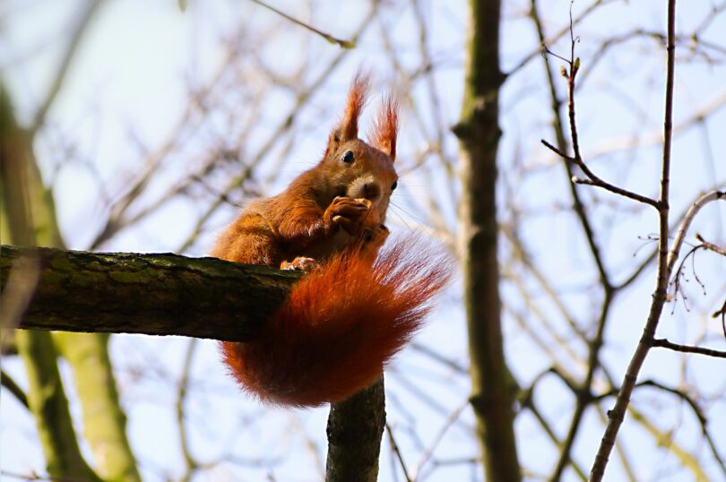 Stadtnatur-Entdeckungen in Frankfurt im Lockdown