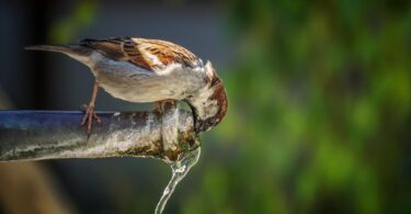 Tipps der Wasserwirtschaft zu Hitze und Wasserverbrauch