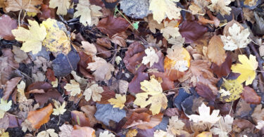 Herbstliches Laub