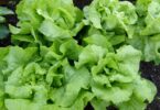 Salat nimmt giftige Zusatzstoffe aus Reifenabrieb auf