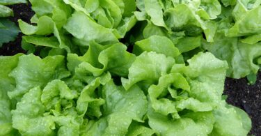 Salat nimmt giftige Zusatzstoffe aus Reifenabrieb auf