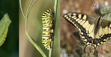 Fauna und Flora auf Eh da-Flächen