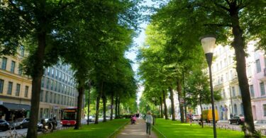 Stadtgrün reduziert CO₂-Emissionen