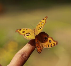 Junonia almana